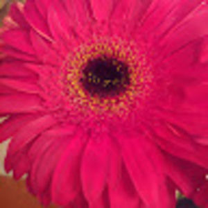 Meet your Posher, Ruthie